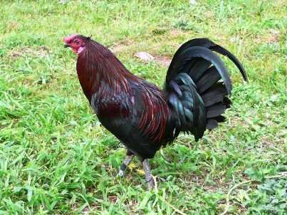 Richard23: gallos y apuestas